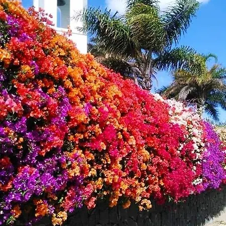 Vincent, Cozy And Sunny Over The Rooftops 卡门港