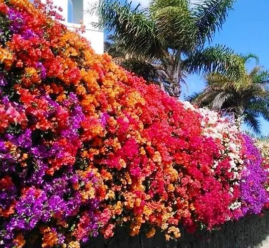 Vincent, Cozy And Sunny Over The Rooftops بويرتو ذيل كارمين