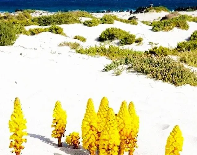 Vincent, Cozy And Sunny Over The Rooftops شقة بويرتو ذيل كارمين